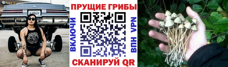 Галлюциногенные грибы Magic Shrooms продажа наркотиков Гулькевичи